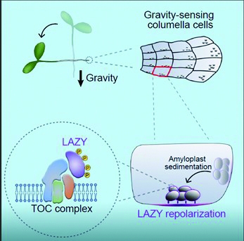 5.揭示植物感受重力的分子机制。.jpg